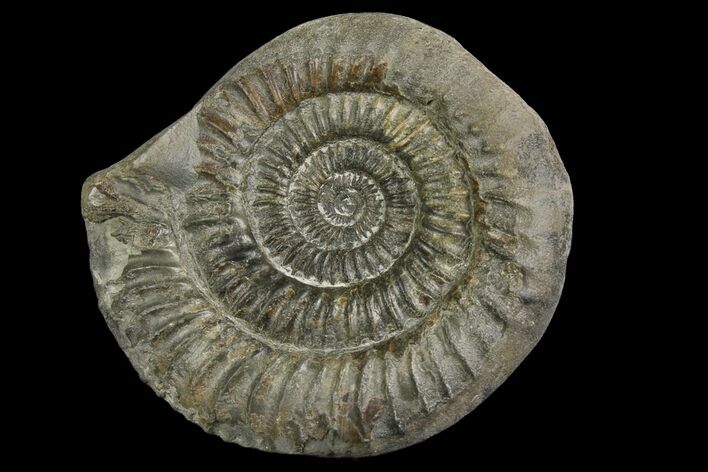 Ammonite (Dactylioceras) Fossil - England #174289